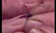 Fly Fishing and River Bank Entomology P2,Malcolm Greenhalgh   Green4